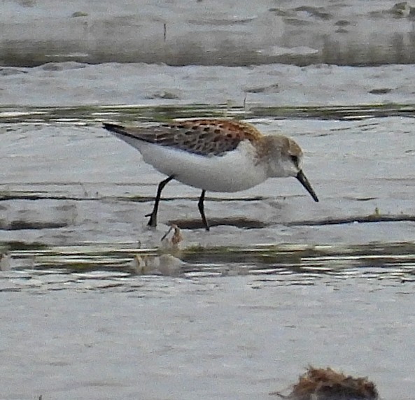 Western Sandpiper - ML623405704