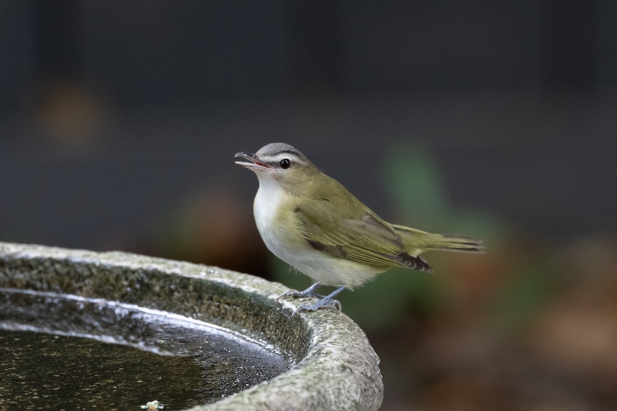 Red-eyed Vireo - ML623405732