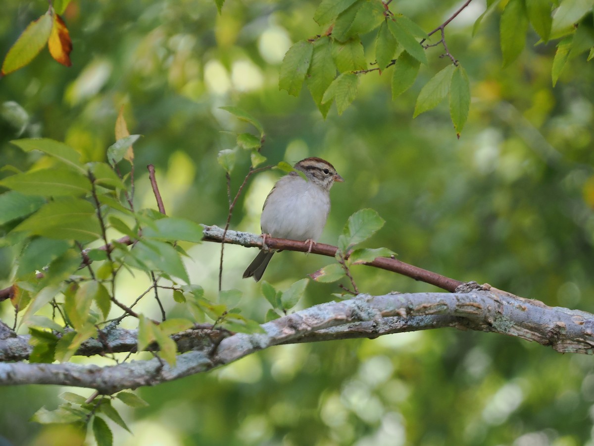 Chipping Sparrow - ML623405744