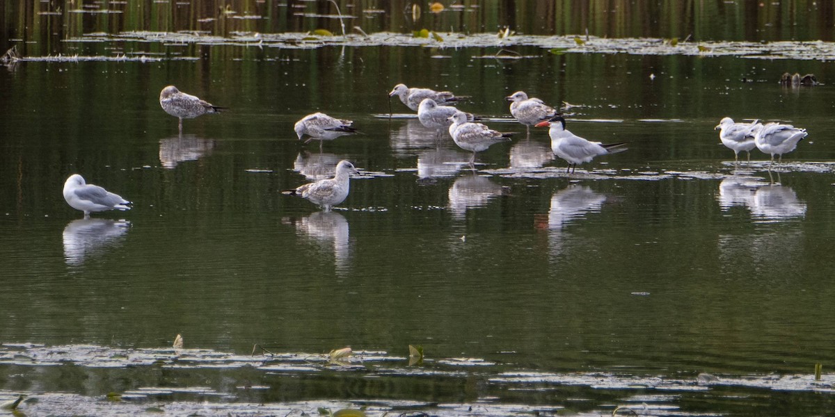 Caspian Tern - ML623405872