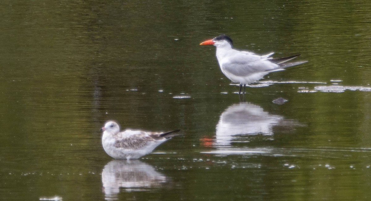 Caspian Tern - ML623405873