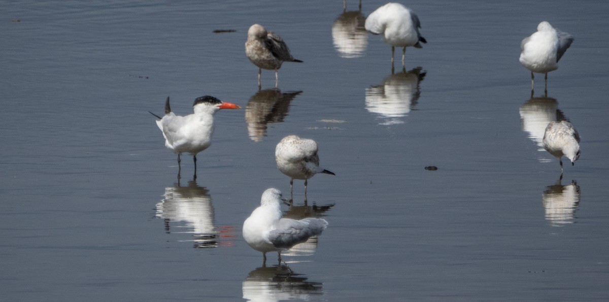 Caspian Tern - ML623405874