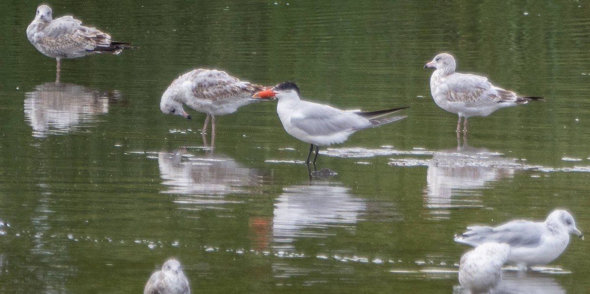 Caspian Tern - ML623405875