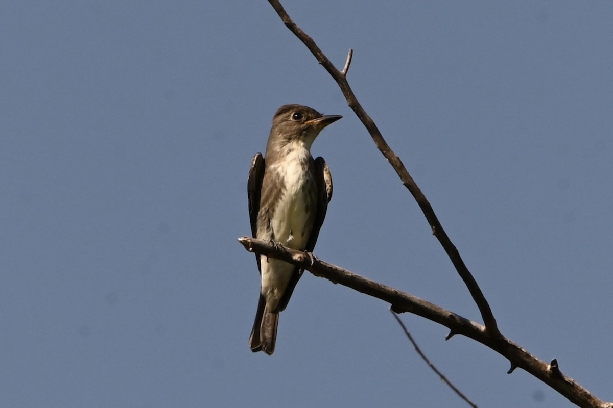 Olive-sided Flycatcher - ML623405923