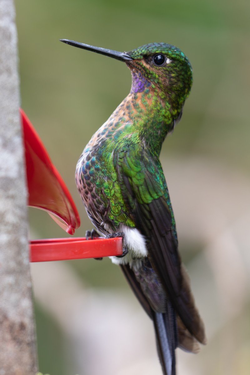 Glowing Puffleg - ML623405927