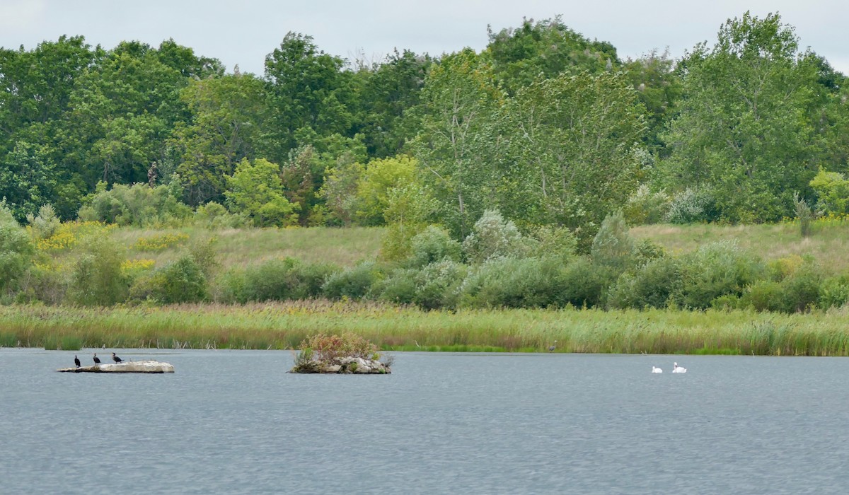 Mute Swan - ML623405991