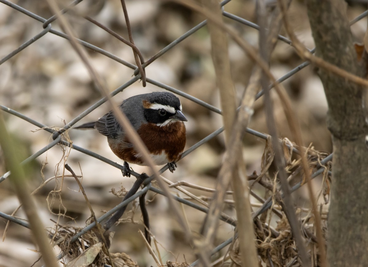 Black-and-chestnut Warbling Finch - ML623406109