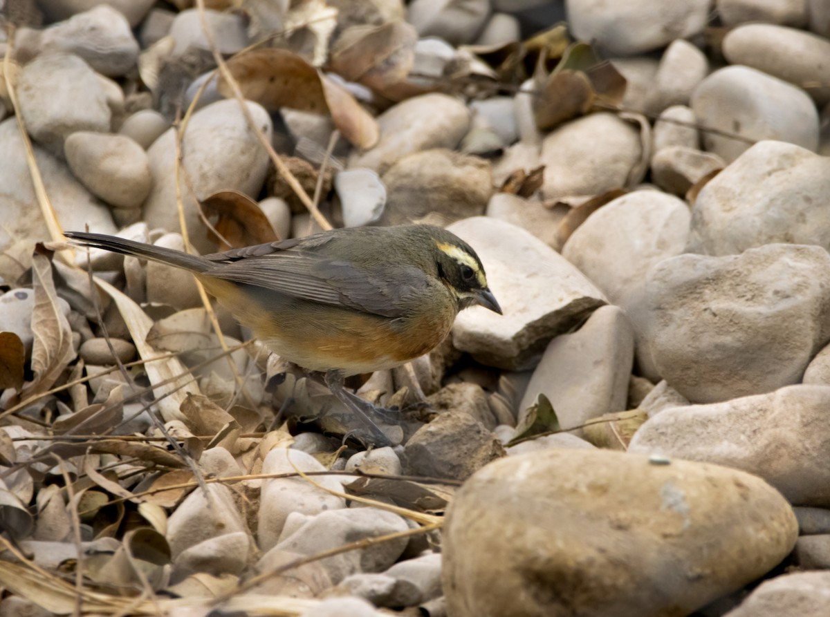 Black-and-chestnut Warbling Finch - ML623406110