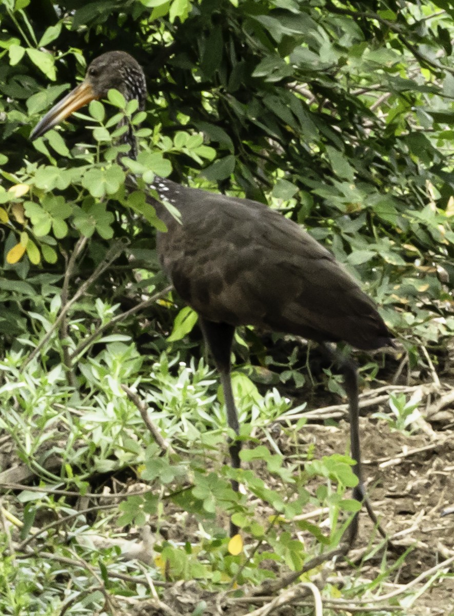 Limpkin (Brown-backed) - ML623406115