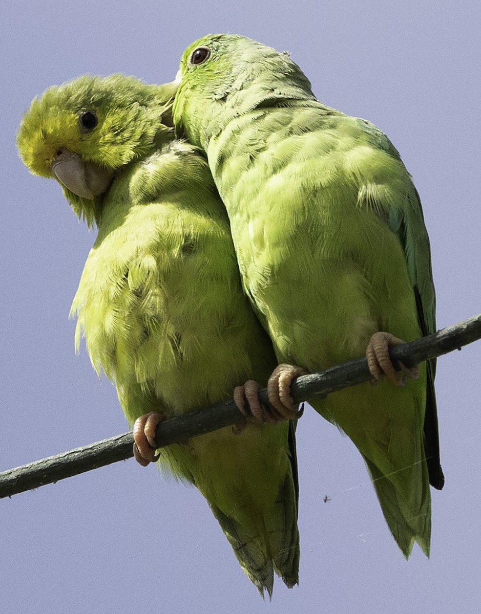 Turquoise-winged Parrotlet - ML623406168