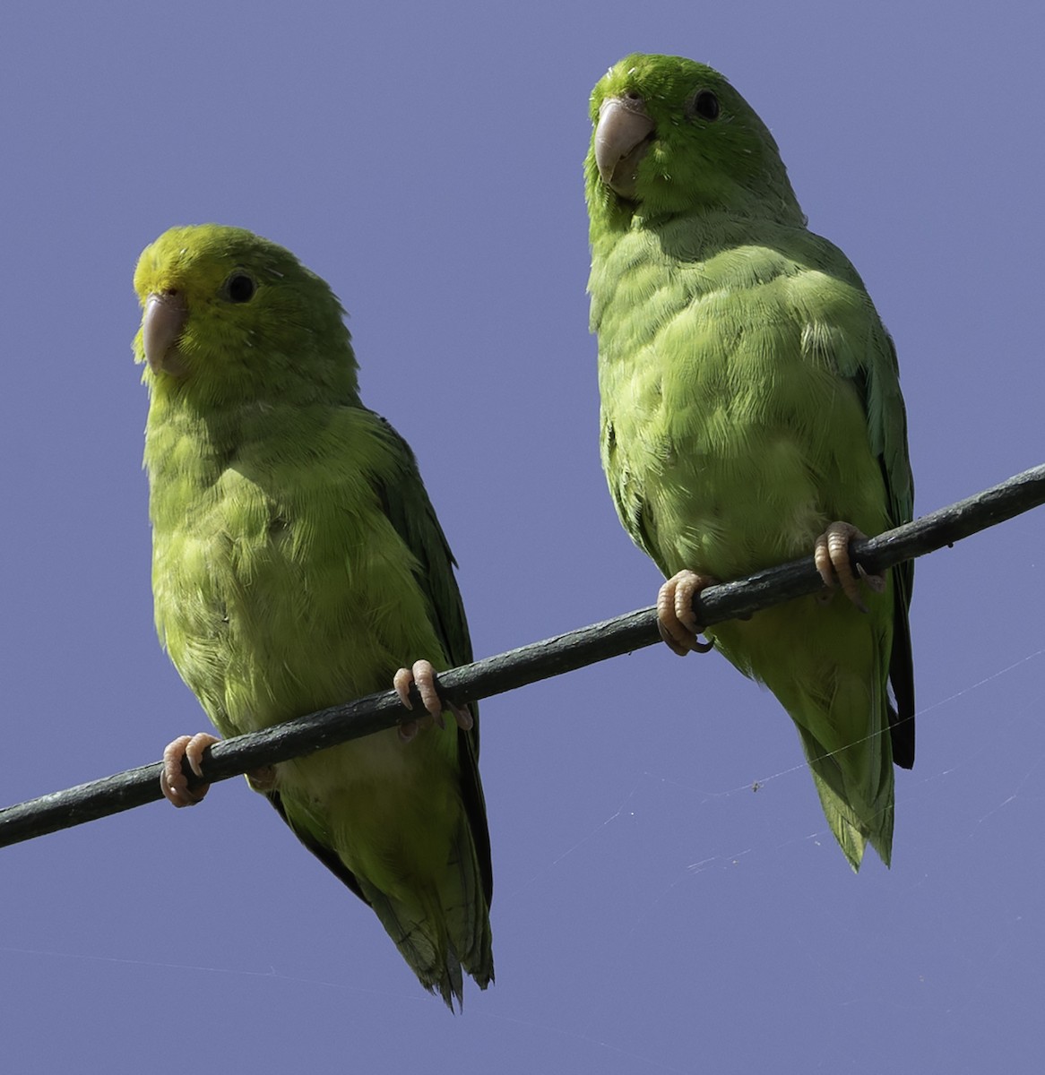 Turquoise-winged Parrotlet - ML623406169