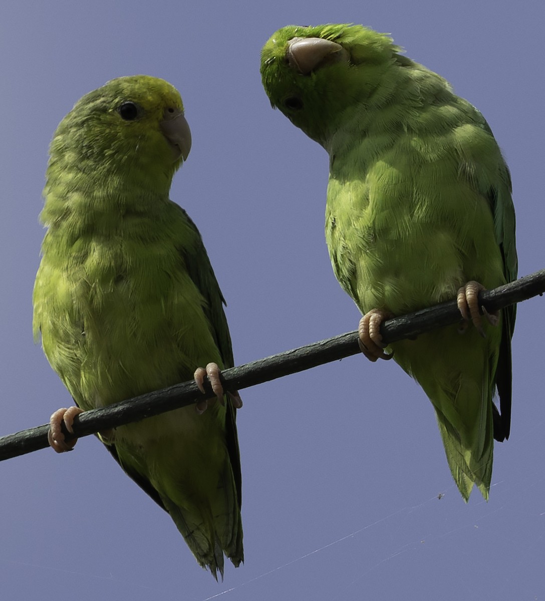 Turquoise-winged Parrotlet - ML623406173