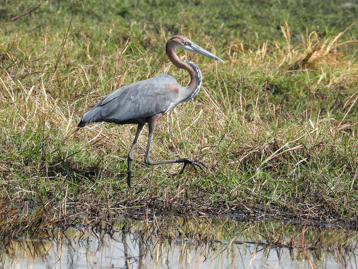 Goliath Heron - ML623406298