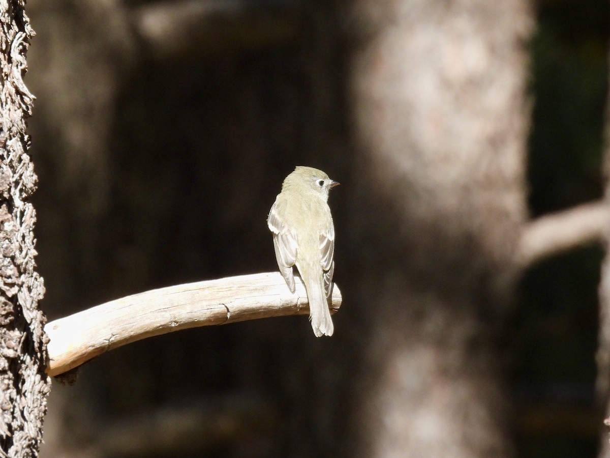 Hammond's/Dusky Flycatcher - ML623406306