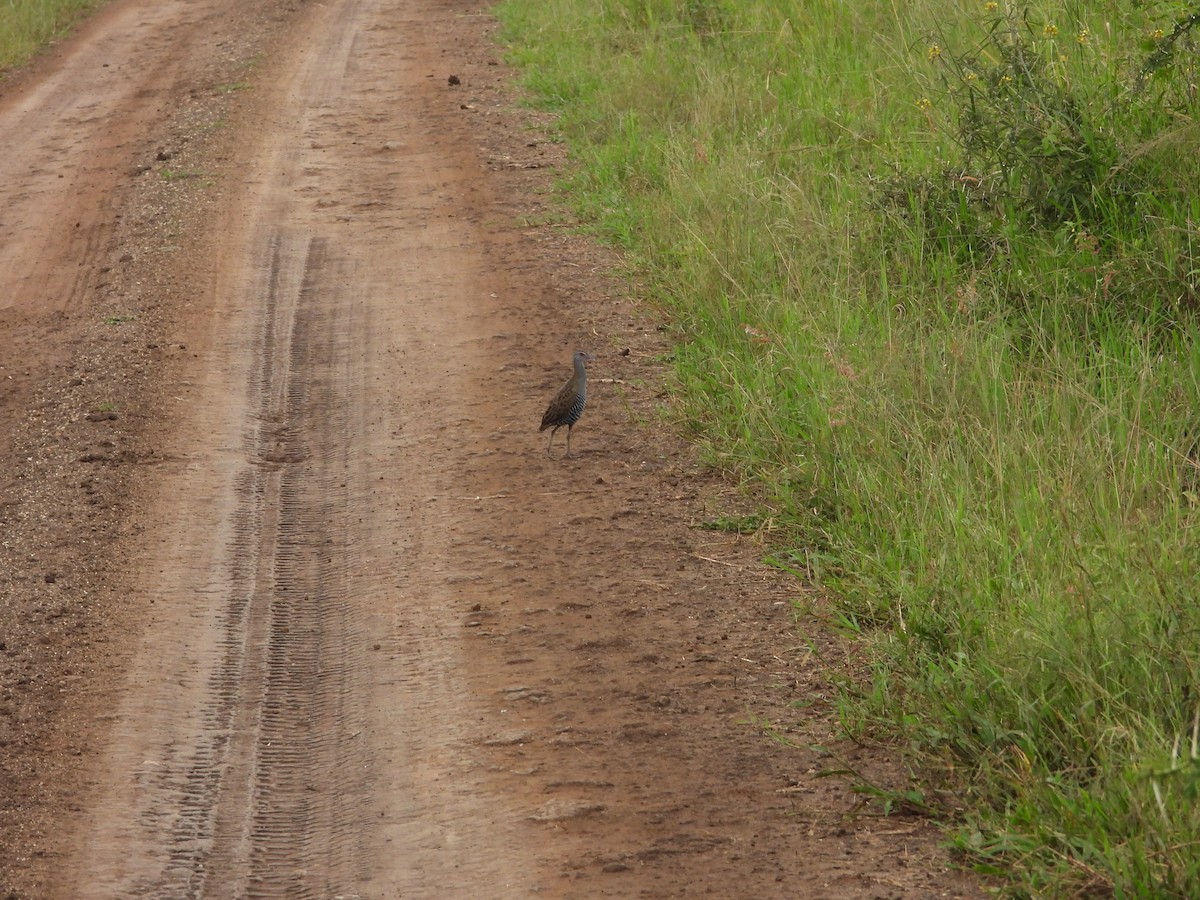 African Rail - ML623406309