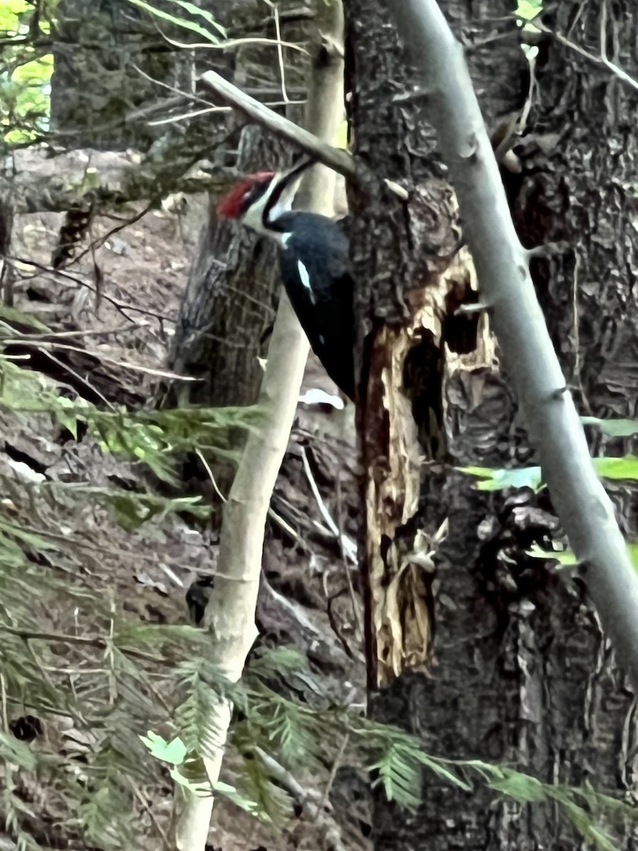 Pileated Woodpecker - ML623406336