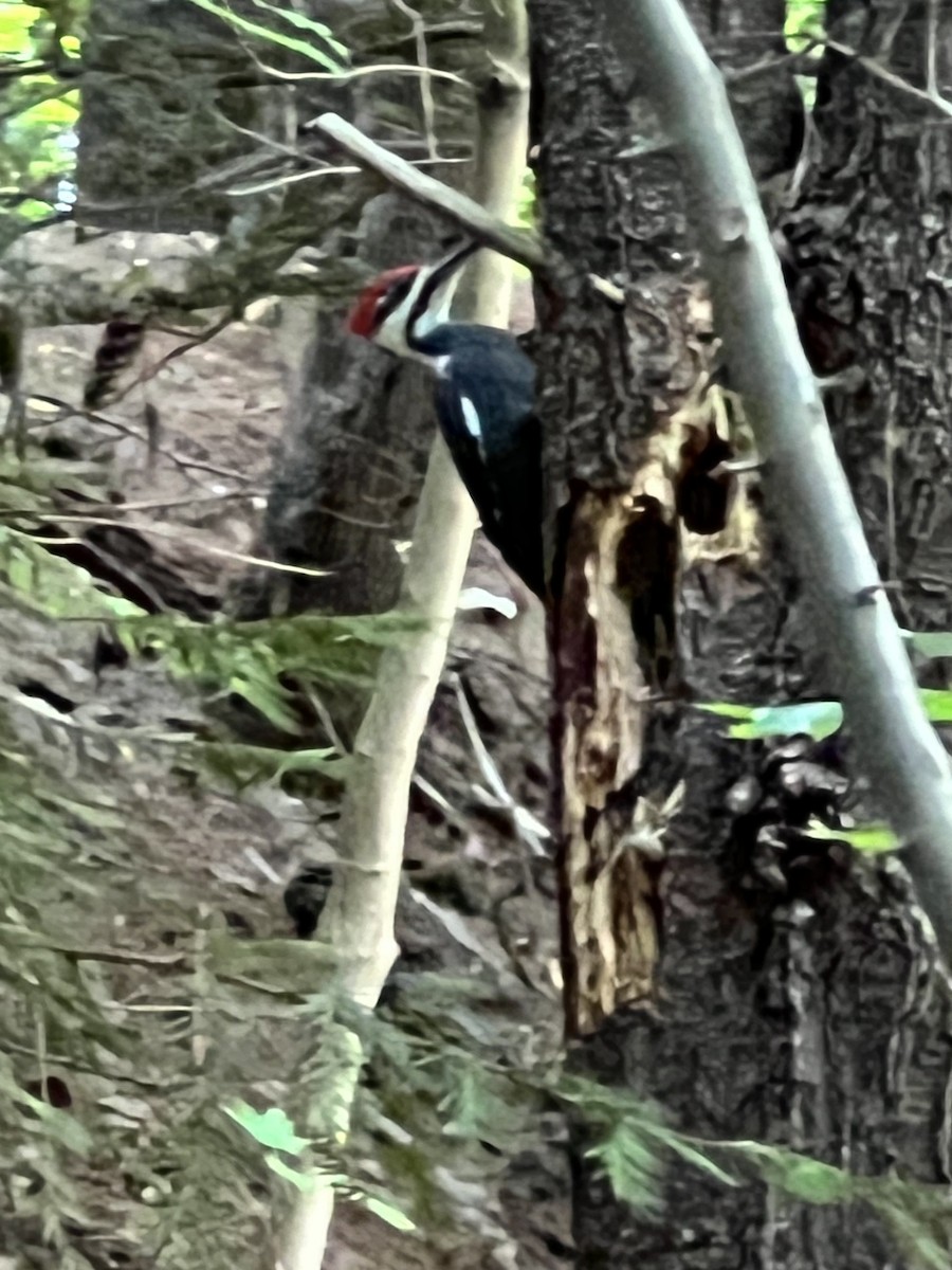 Pileated Woodpecker - ML623406337