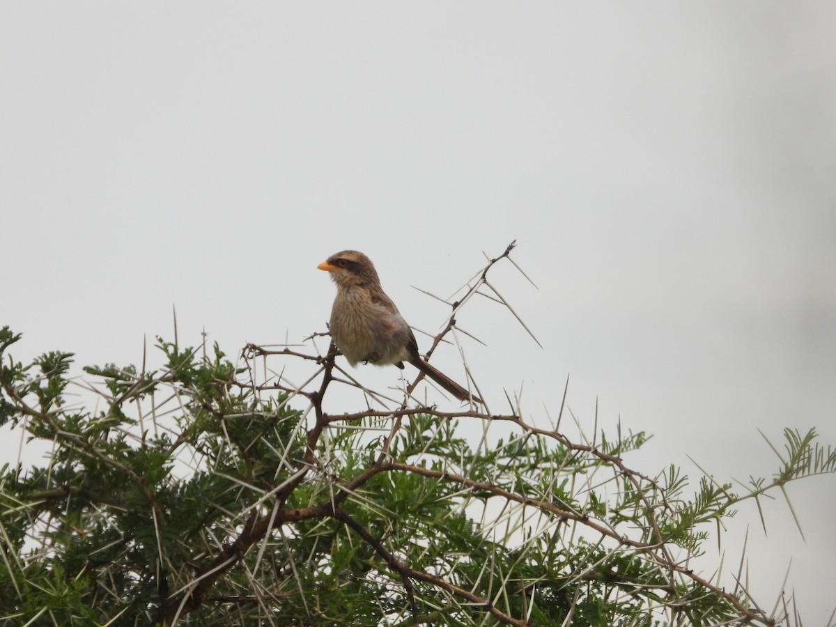 Yellow-billed Shrike - ML623406355