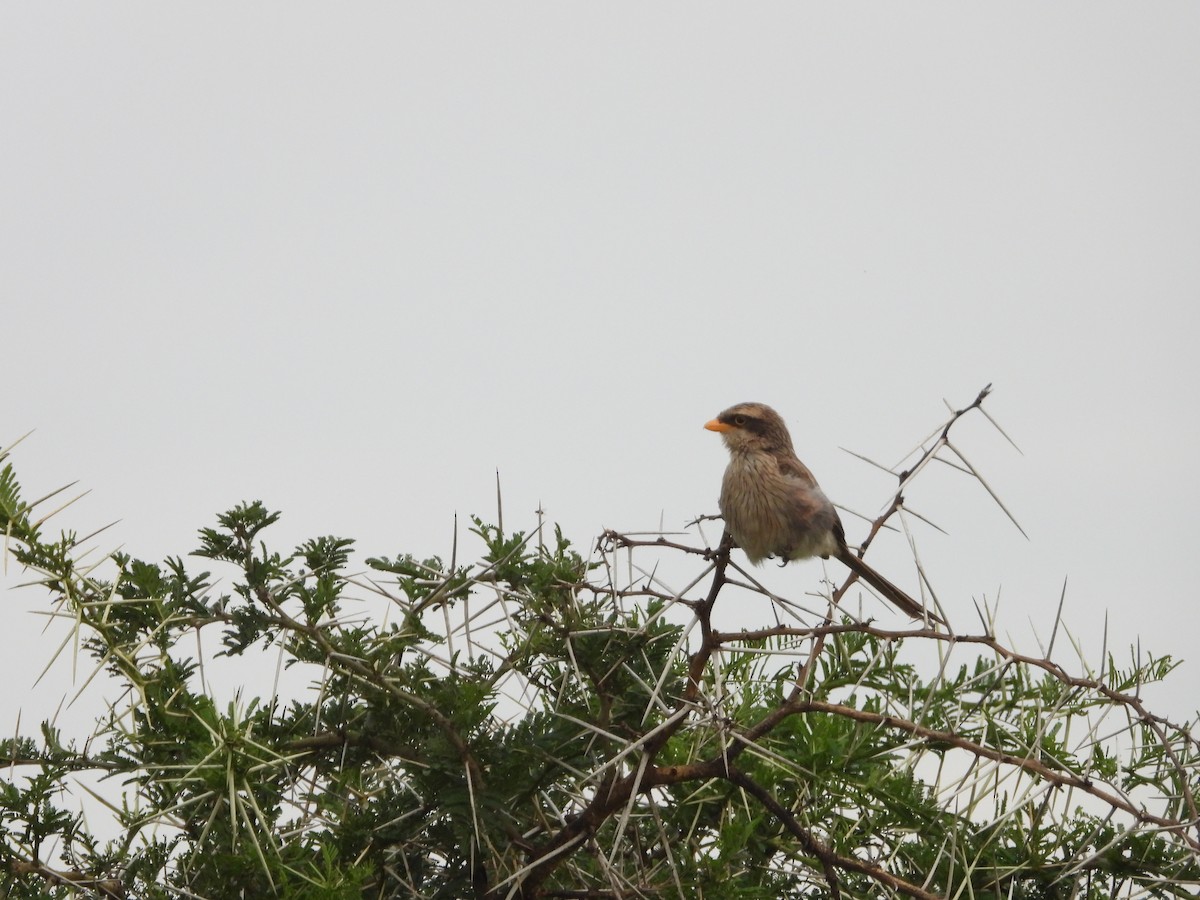 Yellow-billed Shrike - ML623406357