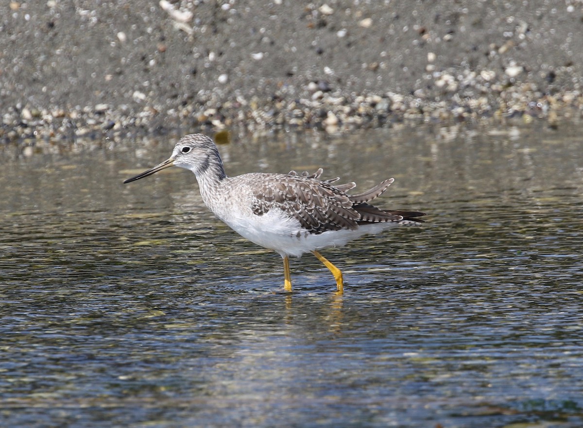 Greater Yellowlegs - ML623406432