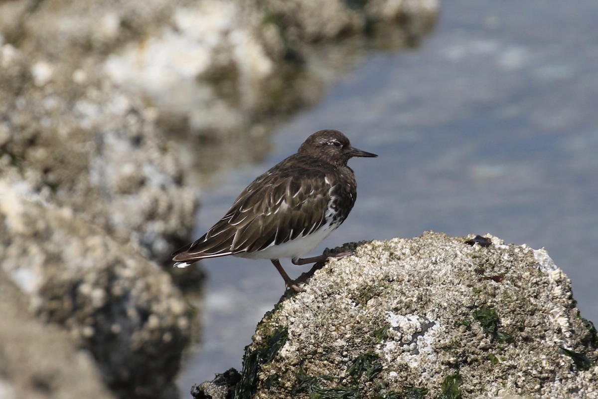 Black Turnstone - ML623406436