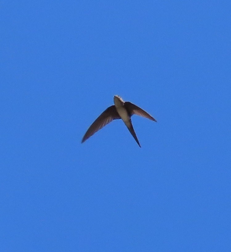 Fork-tailed Palm Swift - Alfredo Correa