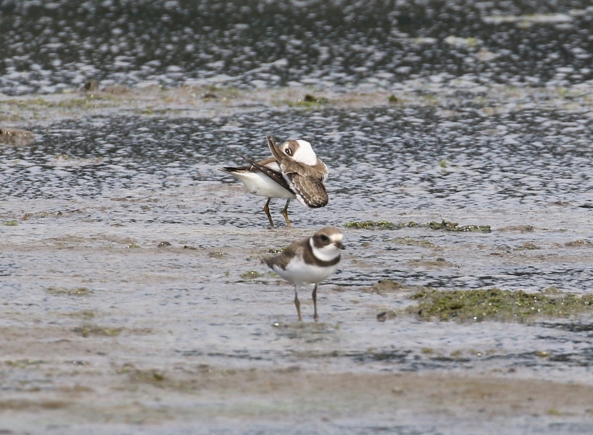 Semipalmated Plover - ML623406442