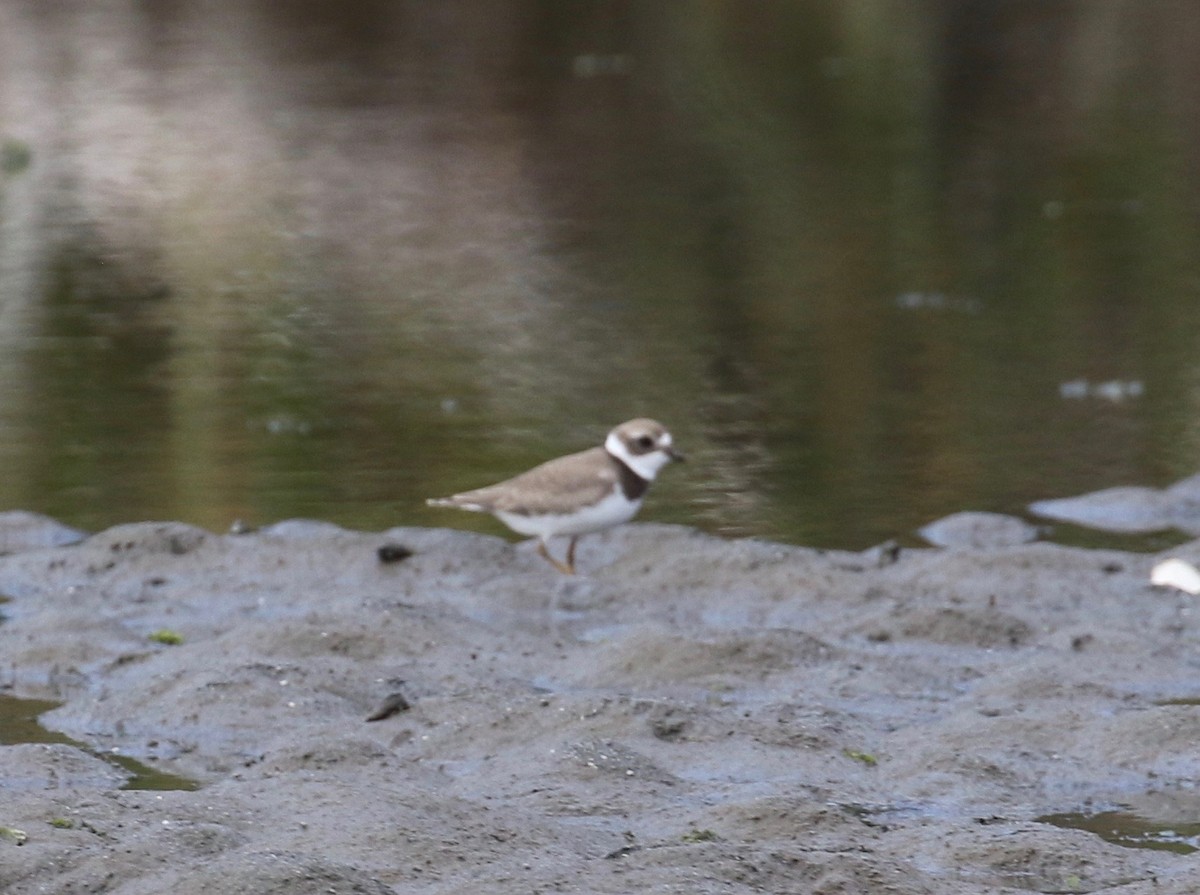 Semipalmated Plover - ML623406445