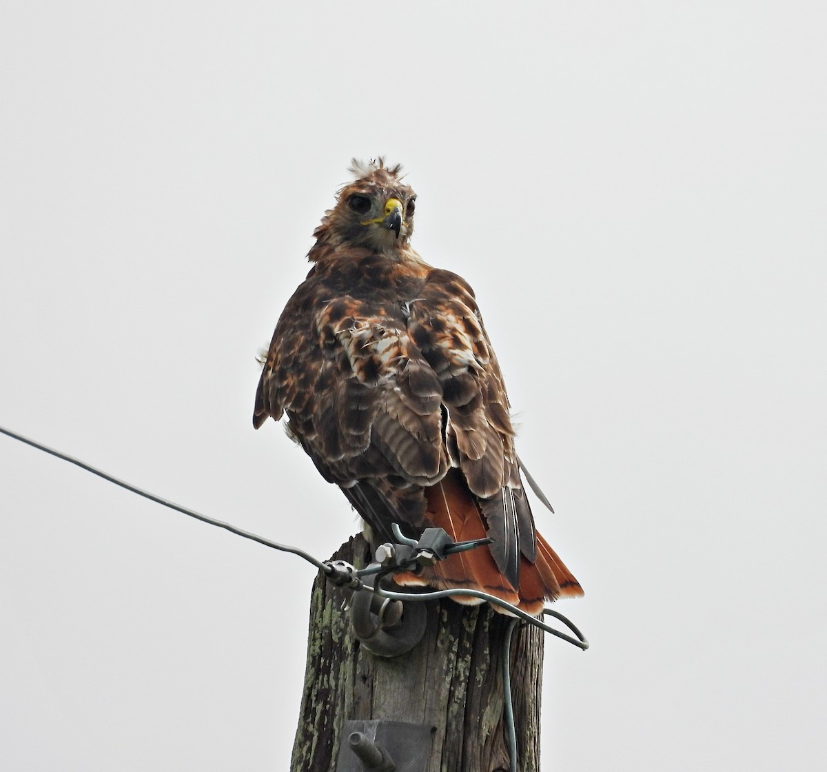 Red-tailed Hawk - ML623406498