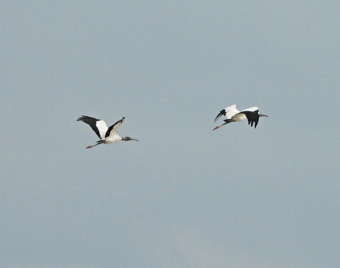 Wood Stork - ML623406522