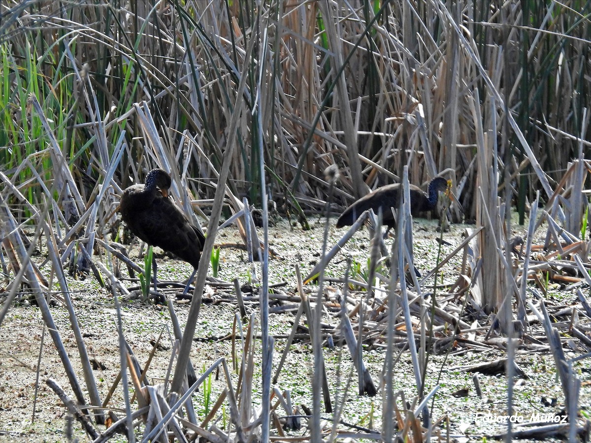 Limpkin - Hermann Eduardo Muñoz