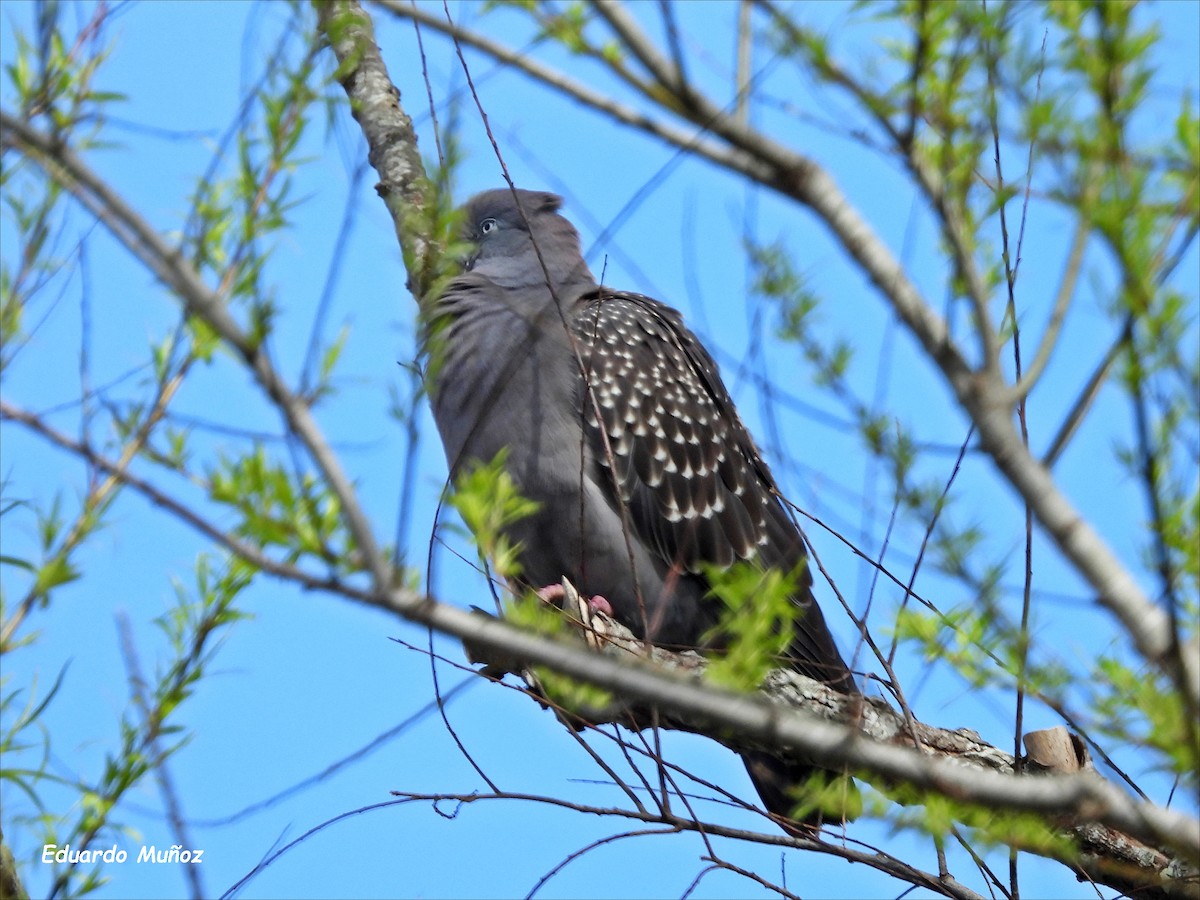 Spot-winged Pigeon - Hermann Eduardo Muñoz