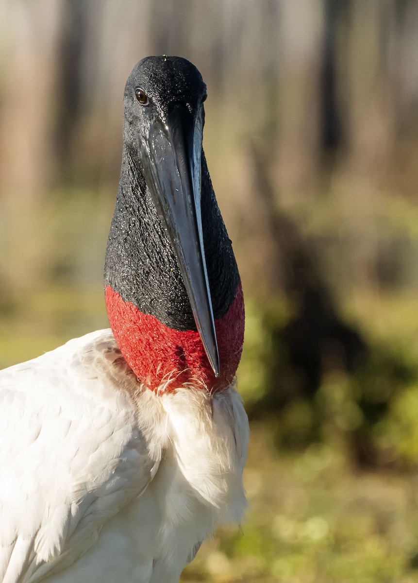Jabiru - Graciela  Neira