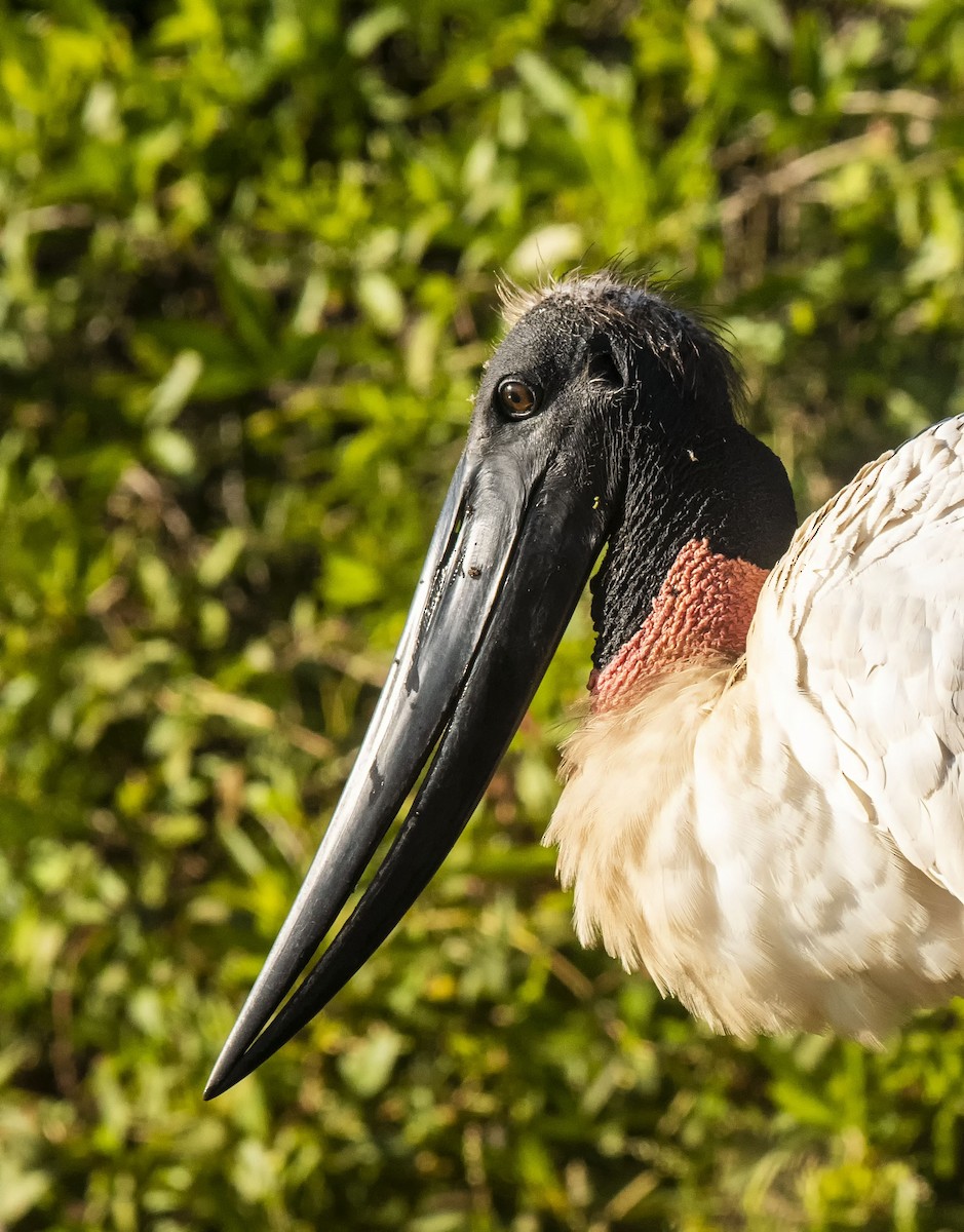 Jabiru - ML623406583