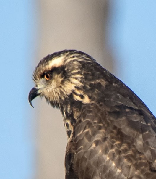 Snail Kite - ML623406619