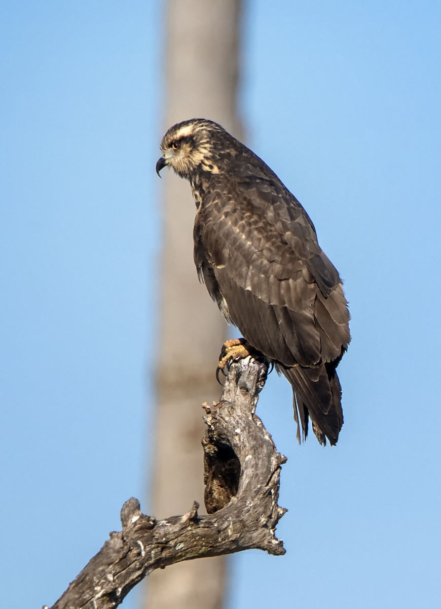 Snail Kite - ML623406620