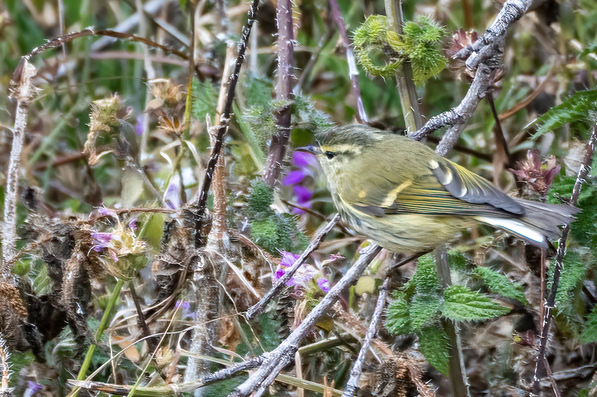 Buff-barred Warbler - ML623406639