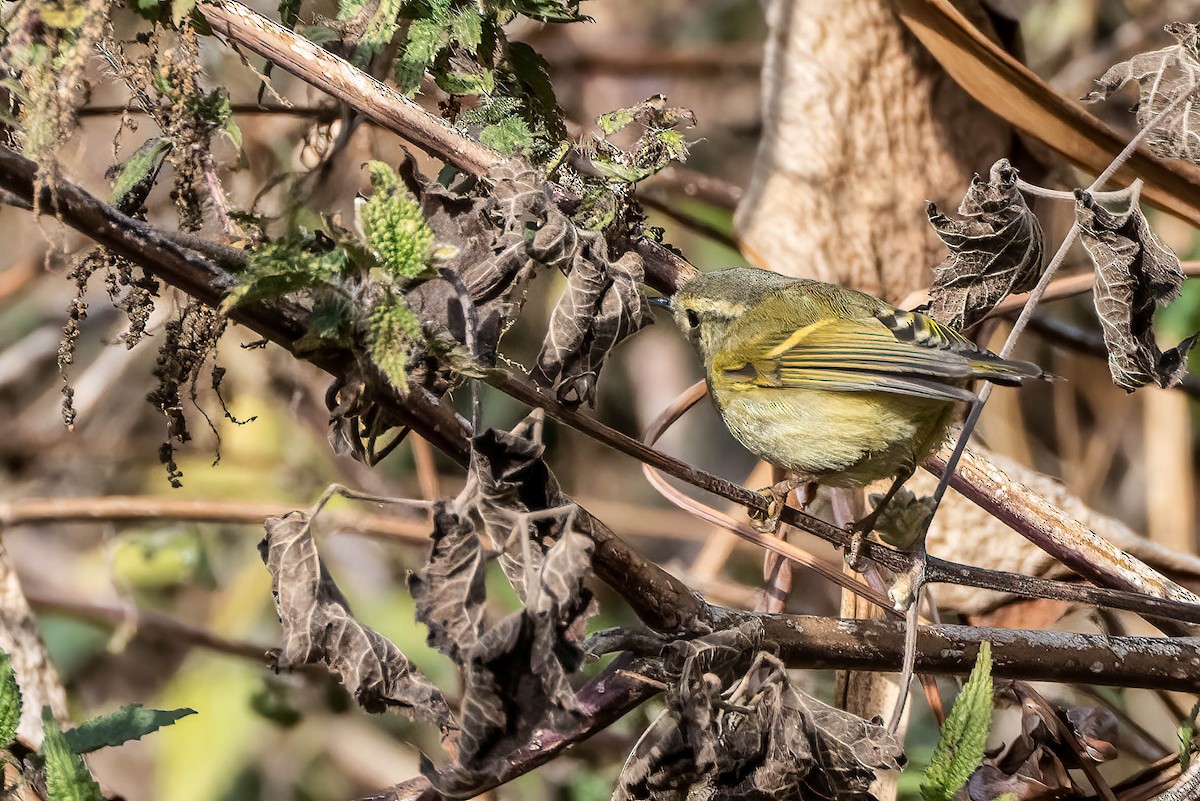 Buff-barred Warbler - ML623406640