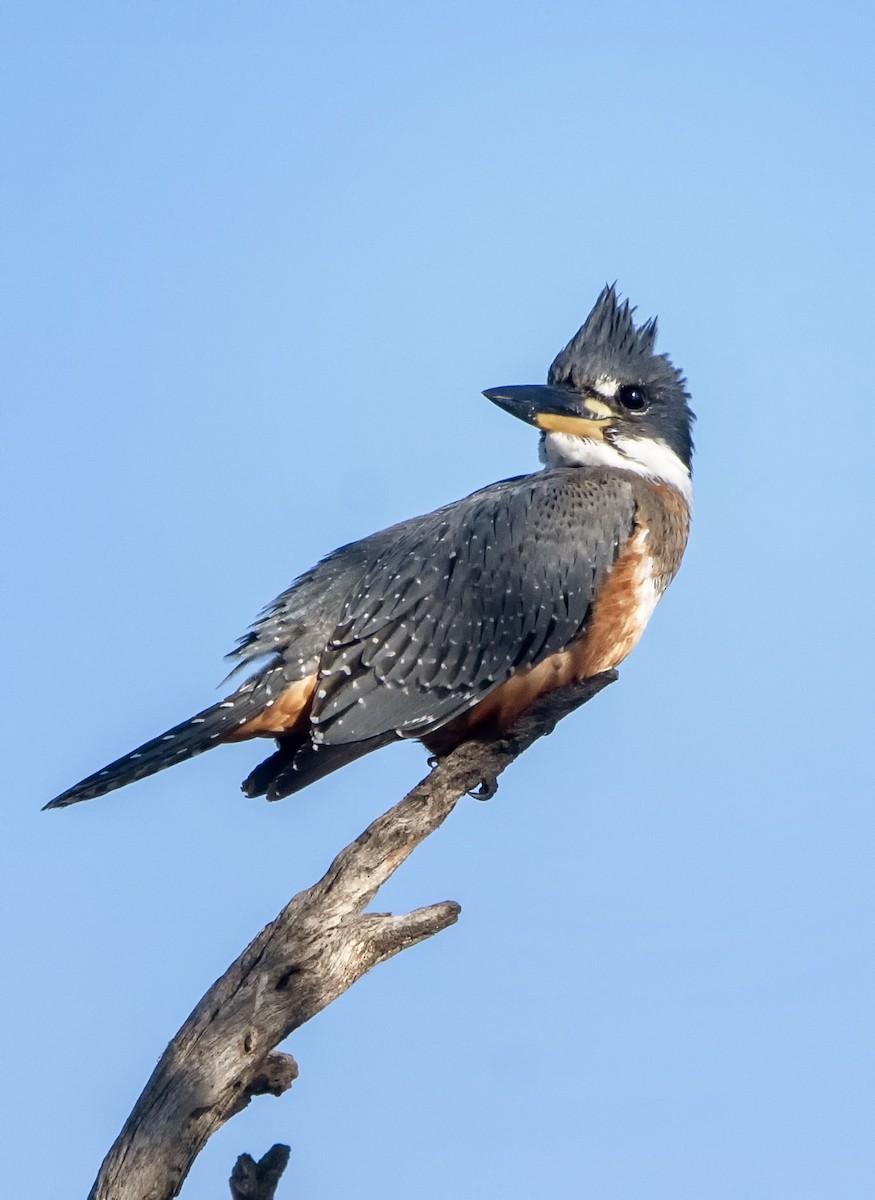 Ringed Kingfisher - ML623406643