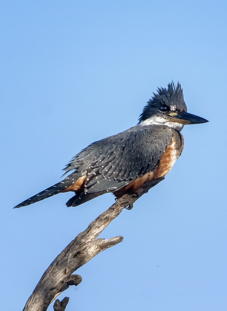 Ringed Kingfisher - ML623406644