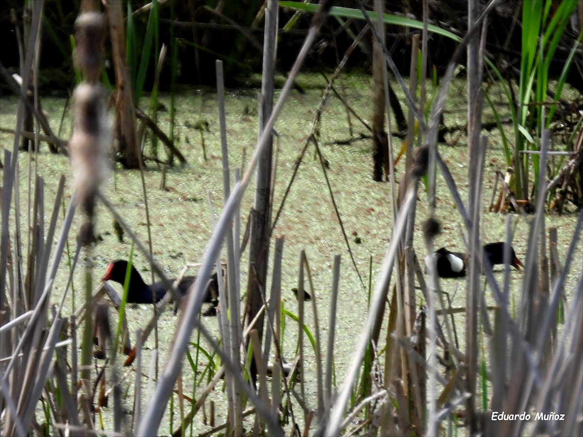 Common Gallinule - Hermann Eduardo Muñoz