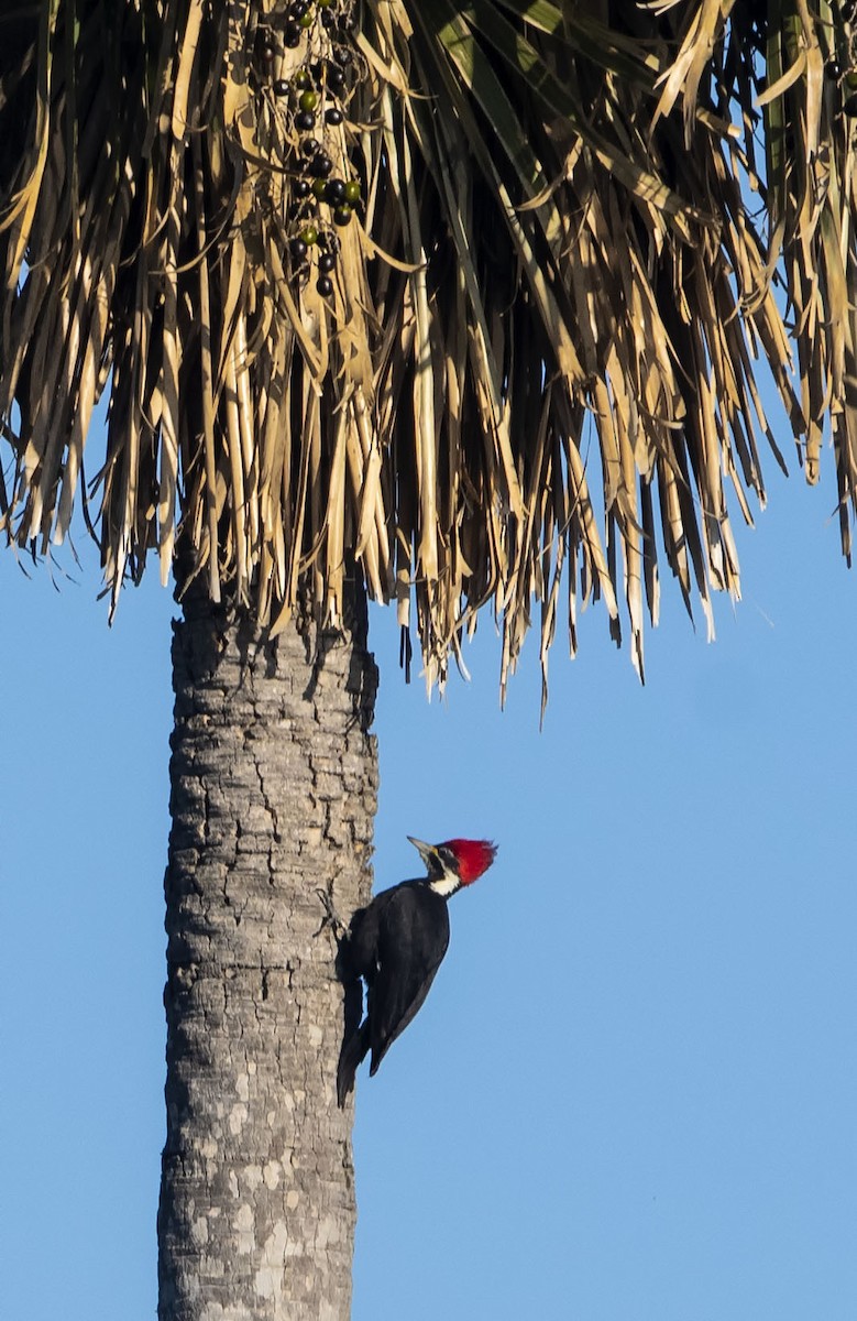 Black-bodied Woodpecker - ML623406652
