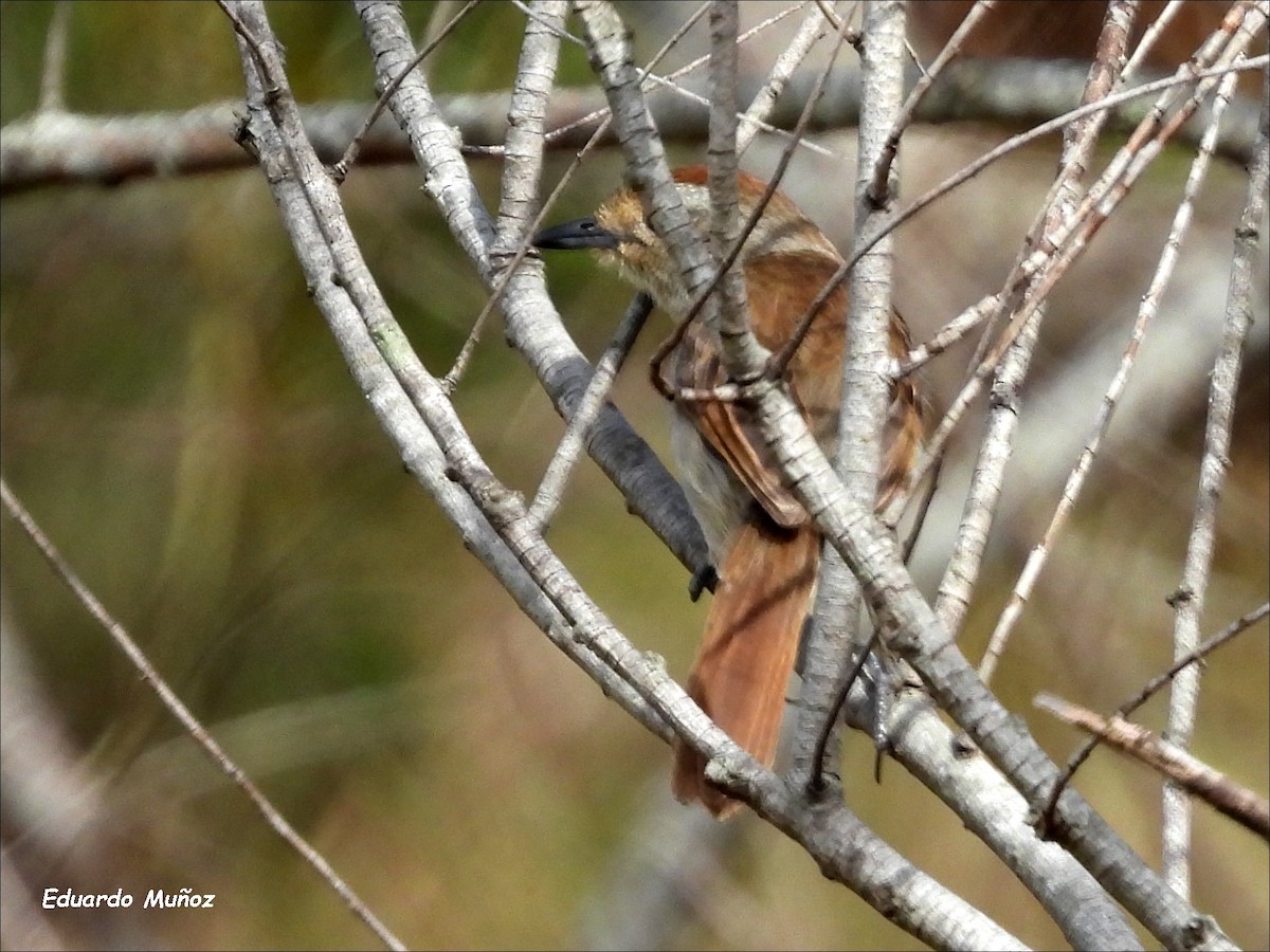 Rufous-capped Antshrike - Hermann Eduardo Muñoz