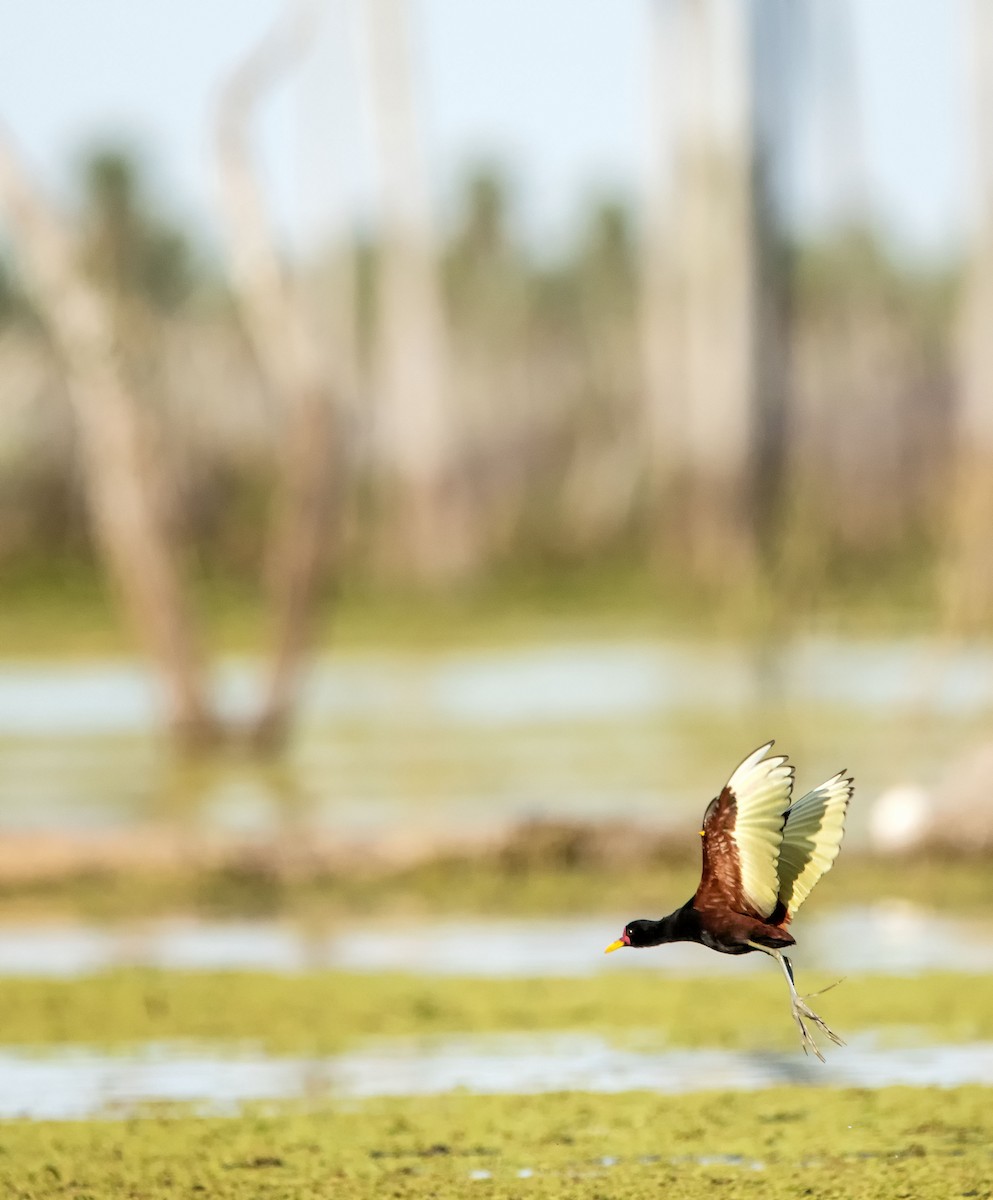 Wattled Jacana - ML623406681