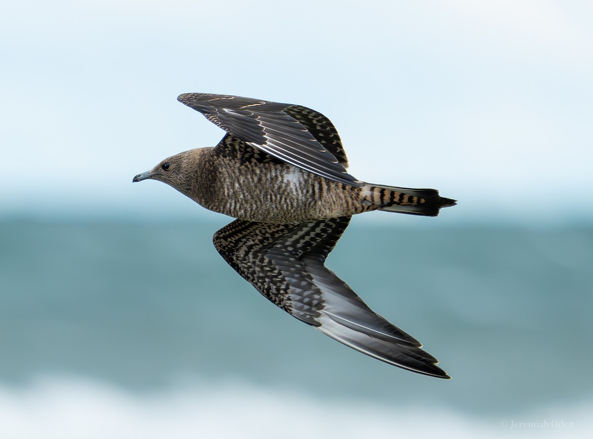 Parasitic Jaeger - ML623406689