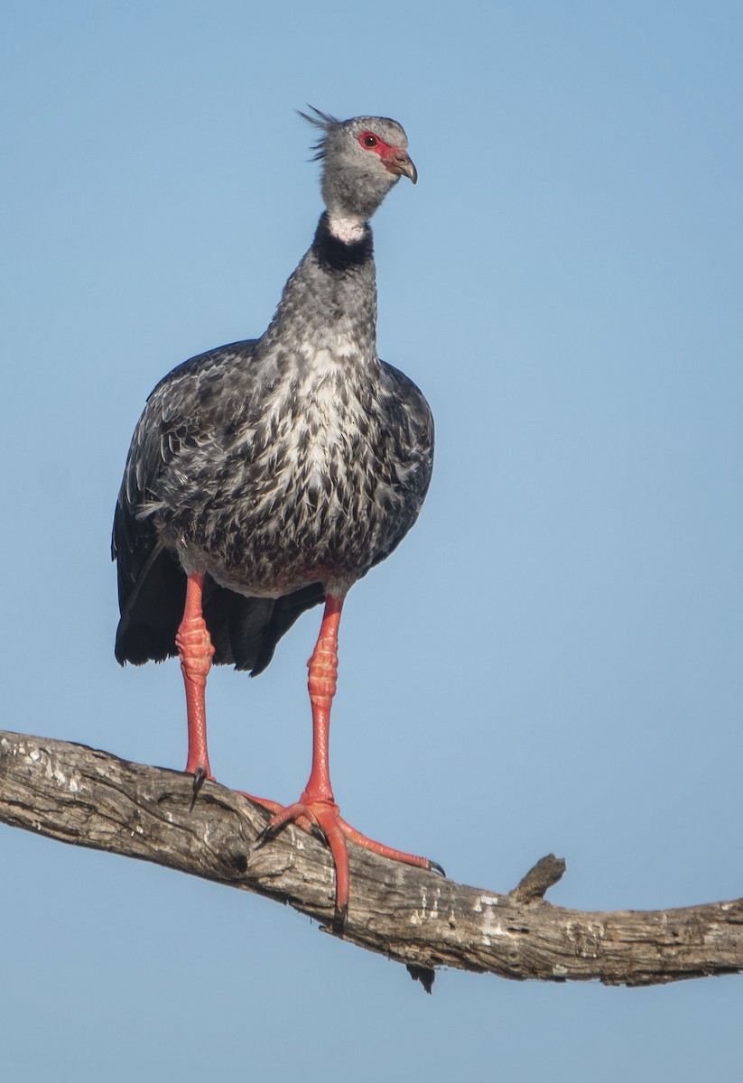 Southern Screamer - ML623406699