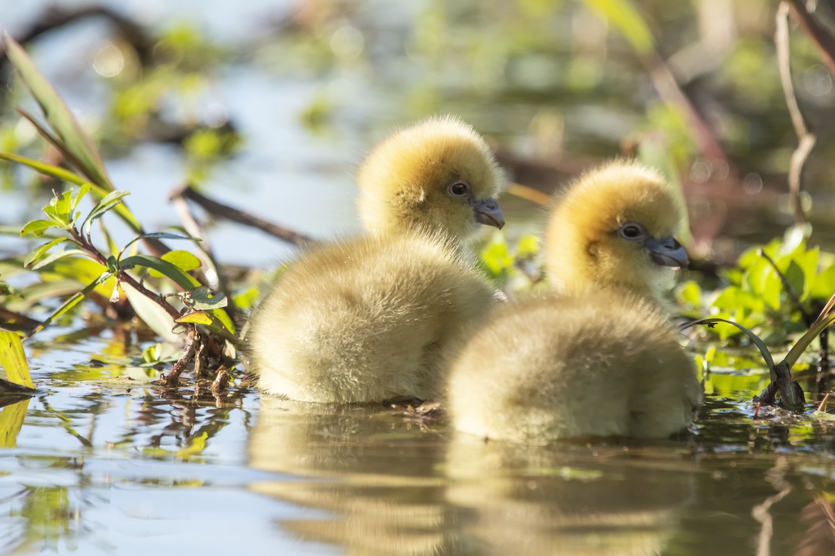 Southern Screamer - ML623406700