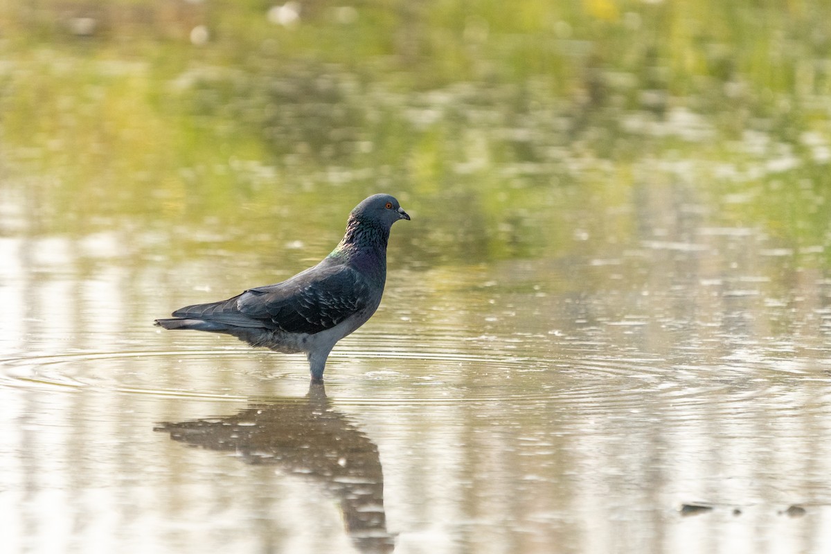 Rock Pigeon (Feral Pigeon) - ML623406736