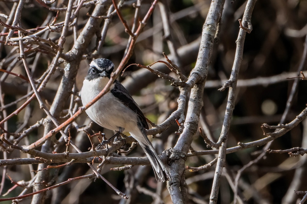 Gray Bushchat - ML623406737