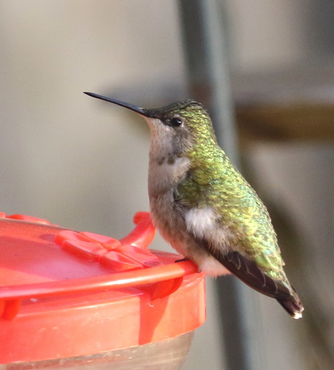 Black-chinned Hummingbird - ML623406738